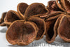 Land Lotus Pod