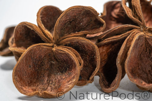 Land Lotus Pod