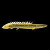 Polypterus bichir lapradei 8-10