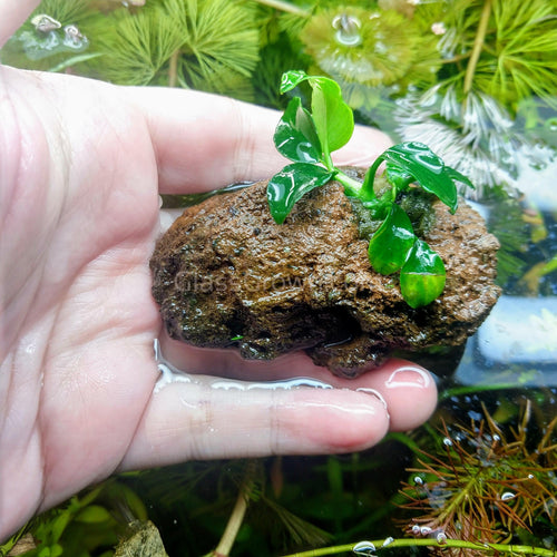 Lava Rock Anubias Nana Petite