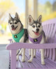 EcoBark Mint Turquoise Dog Harness - Over-the-Head Soft Mesh Vest Halter for Small to Medium Dogs