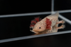 Lavender Axolotl (Hypo Melanistic Copper)