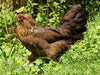 Easter Egger Chicks – Buy 10 + 5 Bonus Free (15 All-Female, Shipping Included)