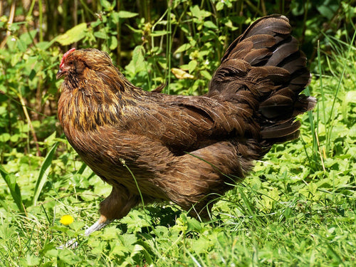 Easter Egger Chicks – Buy 10 + 5 Bonus Free (15 All-Female, Shipping Included)