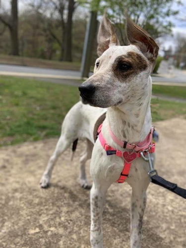 Hot Pink Freedom No-Pull Dog Harness