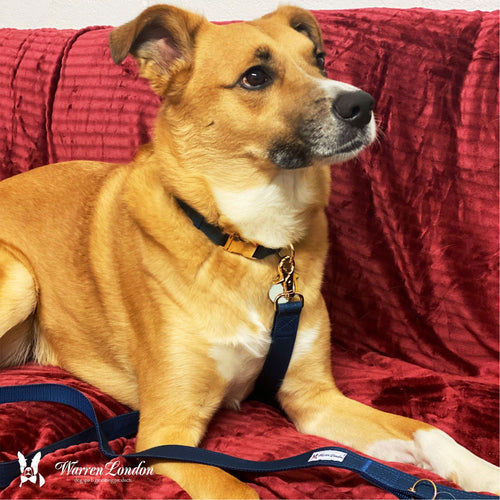 Fabric Dog Collar - Blue