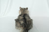 Plush Li-Hua Cat Longhair Order to Make