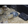 Little Giant Metal Waterer Base Jar 1 Quart