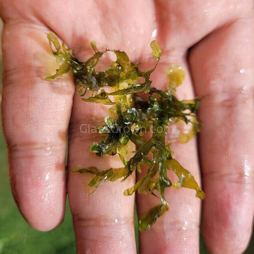 Pelia Moss 2oz Portion