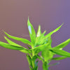Lucky Bamboo Plant