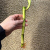 Lucky Bamboo Plant