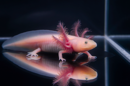 Leucistic (Classic Pink) Axolotl