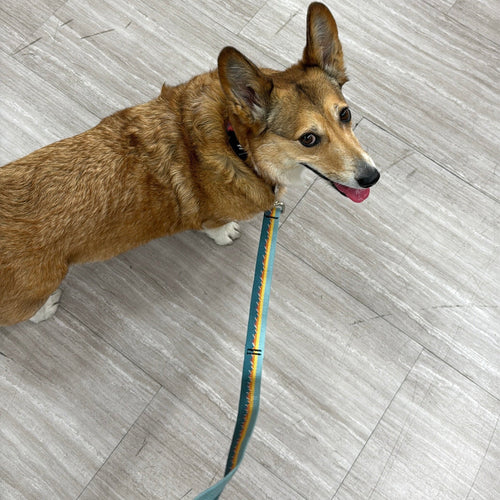 Adjustable Hands-Free Tether Leash 1''