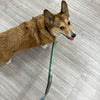 Adjustable Hands-Free Tether Leash 3/4''