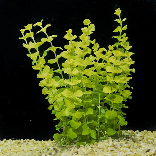 Creeping Jenny (Lysimachia nummularia)