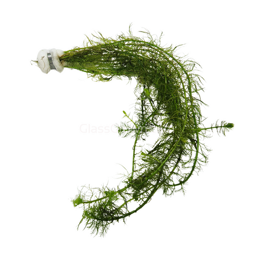 Bunch Green Myrio