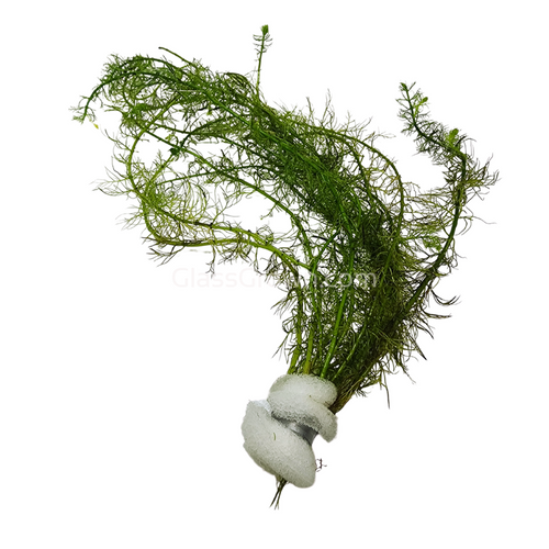 Bunch Green Myrio