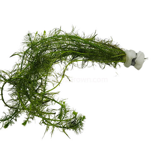 Bunch Green Myrio