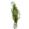 Bunch Green Myrio