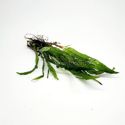 Narrowleaf Java Fern