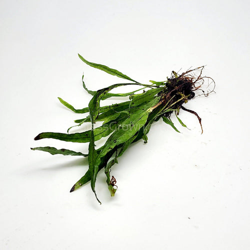 Narrowleaf Java Fern