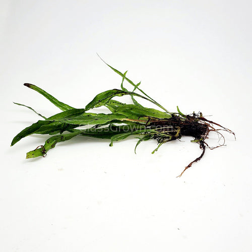 Narrowleaf Java Fern