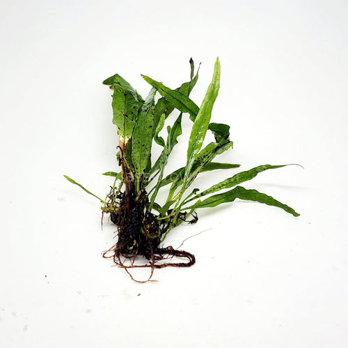 Narrowleaf Java Fern