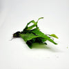 Java Fern