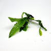 Java Fern