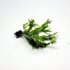 Java Fern Windelov