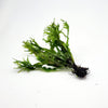 Java Fern Windelov