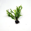 Java Fern Windelov