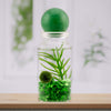 Moss Ball Pet Terrarium - The Alchemist's Collection