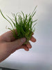 Lilaeopsis Brasiliensis/Micro sword