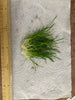 Lilaeopsis Brasiliensis/Micro sword
