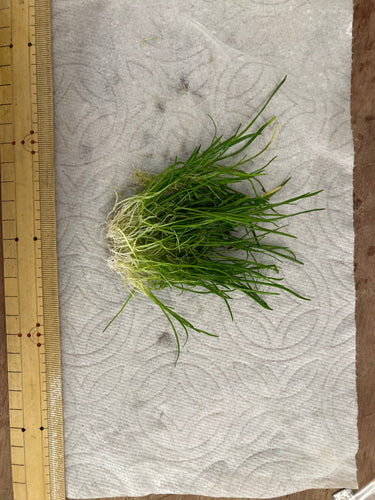 Lilaeopsis Brasiliensis/Micro sword