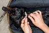 'The Daily' Packable Pet Carrier-M-Army