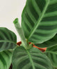 Calathea 'Zebrina' - 4 Pot