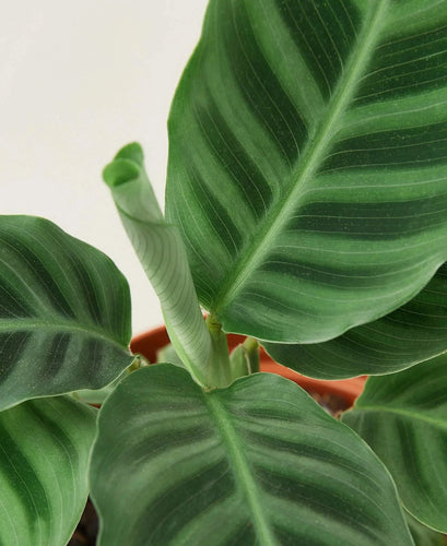 Calathea 'Zebrina' - 4 Pot