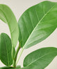 Ficus 'Audrey'
