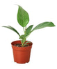 Ficus 'Audrey'
