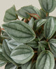 Peperomia 'Napoli Nights' - 4 Pot