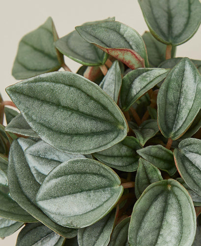 Peperomia 'Napoli Nights' - 4 Pot