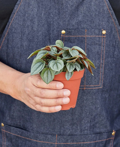 Peperomia 'Napoli Nights' - 4 Pot