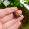 Magenta Mystery Snail
