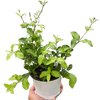 Malpighia Barbados Cherry