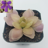 Pinguicula 'Marciano' (Butterwort)