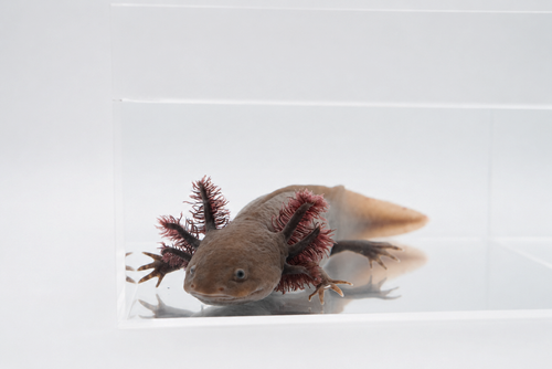 Melanoid Axanthic Copper (MAC) Axolotl