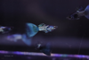 Metal Blue Guppy