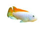 Ice Blue Zebra Albino Cichlid